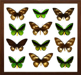 schmetterling014064.jpg