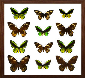 schmetterling014065.jpg