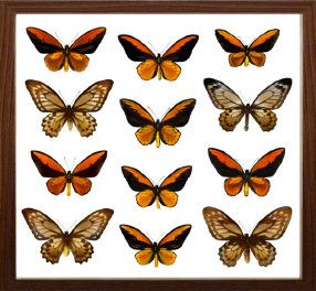 schmetterling014066.jpg