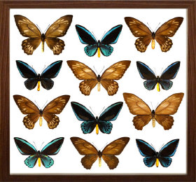 schmetterling014067.jpg