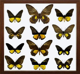 schmetterling014068.jpg