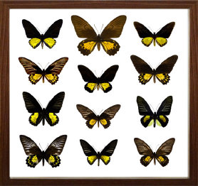 schmetterling014069.jpg