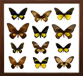 schmetterling014070.jpg