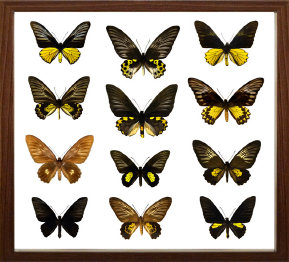 schmetterling014071.jpg
