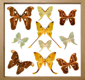 schmetterling014072.jpg