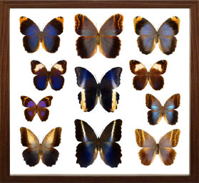 schmetterling014074.jpg