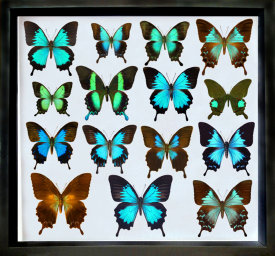 schmetterling014077.jpg