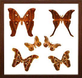 schmetterling014078.jpg