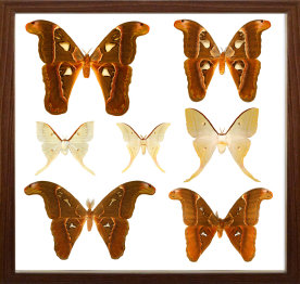 schmetterling014079.jpg