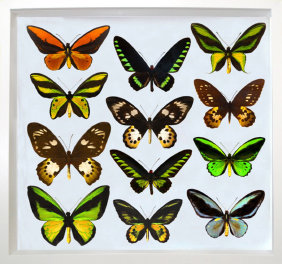 schmetterling014087.jpg