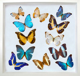 schmetterling014089.jpg