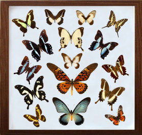 schmetterling014090.jpg