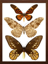 schmetterling015063.jpg