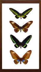 schmetterling015065.jpg