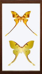 schmetterling015066.jpg