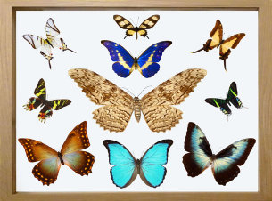 schmetterling015069.jpg