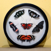schmetterling016063.jpg