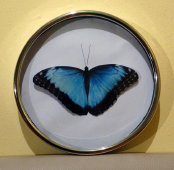 schmetterling016064.jpg