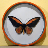 schmetterling016065.jpg