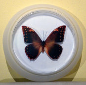 schmetterling016066.jpg