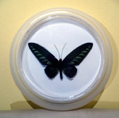 schmetterling016067.jpg
