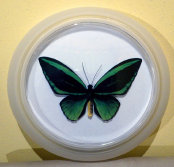 schmetterling016068.jpg