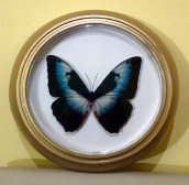 schmetterling016069.jpg