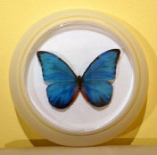 schmetterling016070.jpg