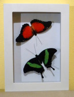 schmetterling016073.jpg