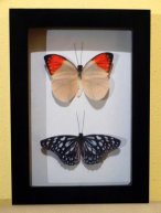 schmetterling016074.jpg