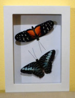 schmetterling016075.jpg
