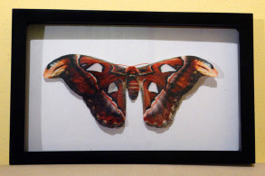 schmetterling016076.jpg