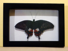 schmetterling016077.jpg