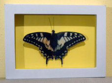 schmetterling016078.jpg