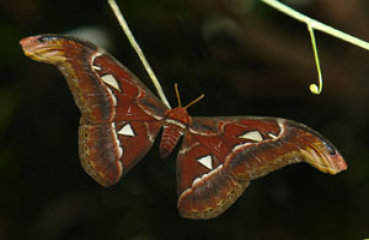 schmetterling017061.jpg