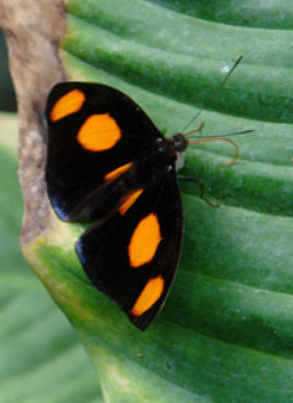 schmetterling017062.jpg