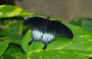 schmetterling017064.jpg
