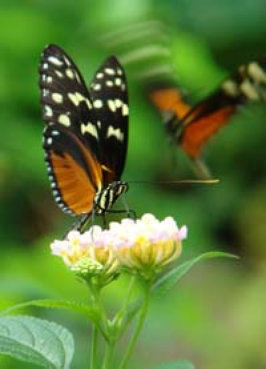 schmetterling017067.jpg