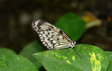 schmetterling017068.jpg