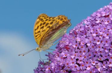 schmetterling017069.jpg