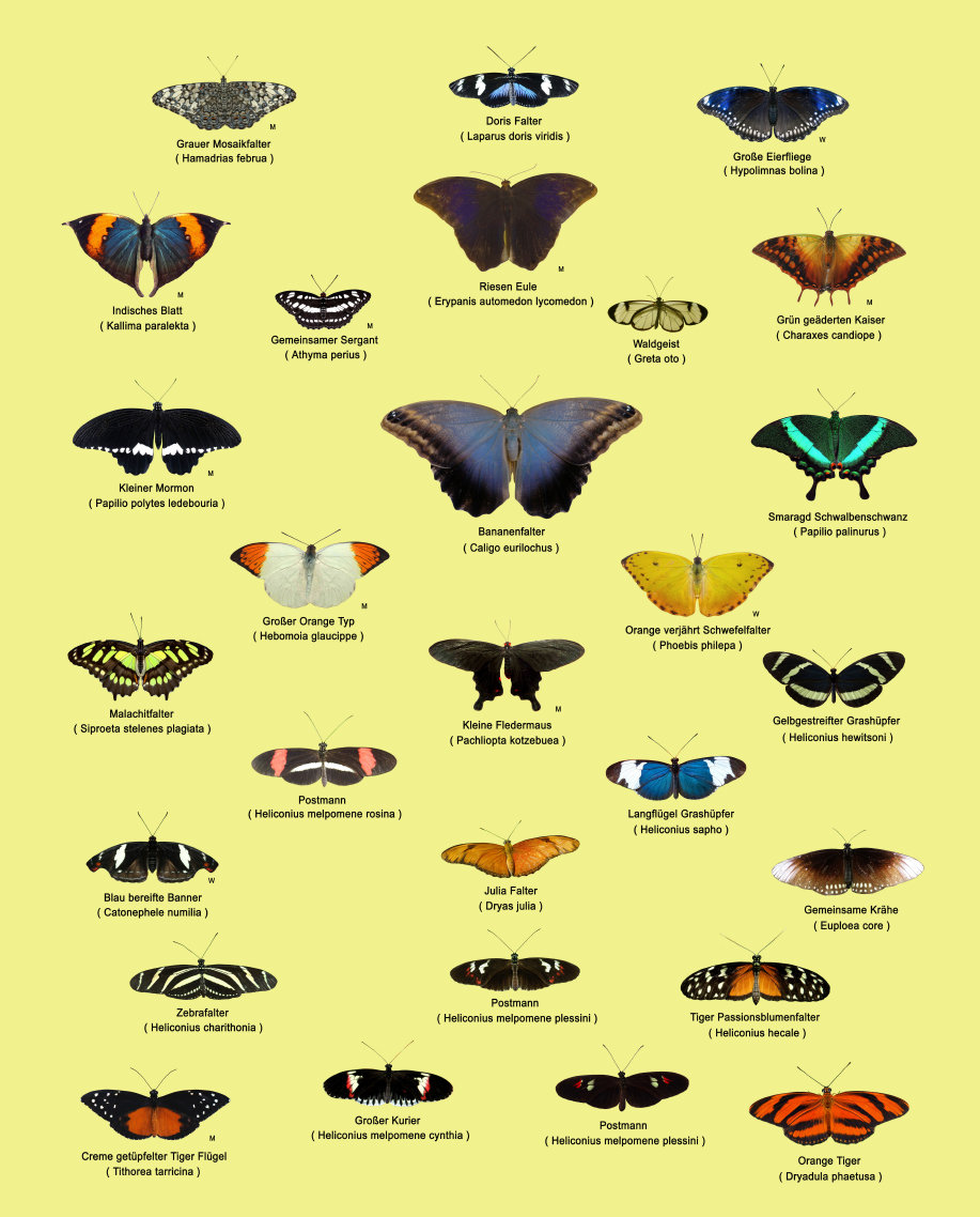 schmetterling018062.jpg