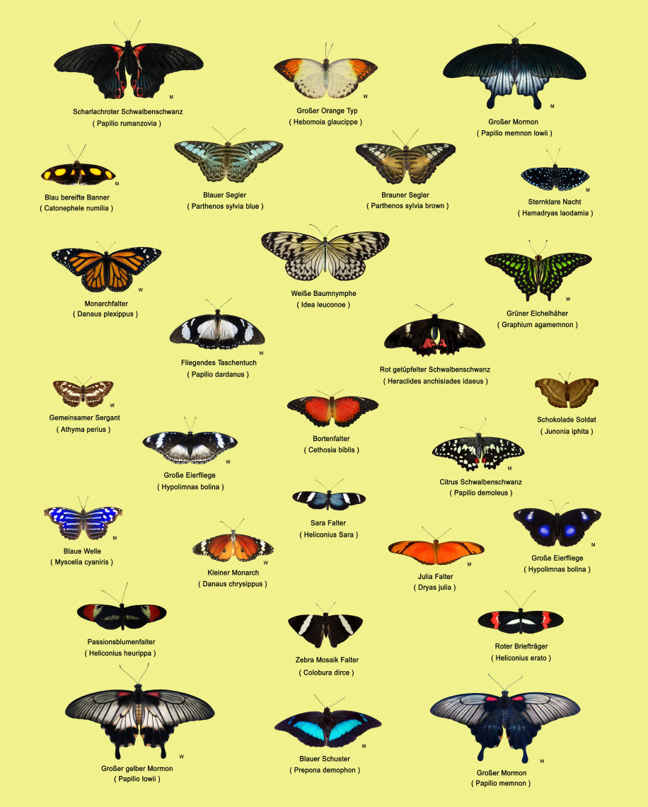 schmetterling018063.jpg