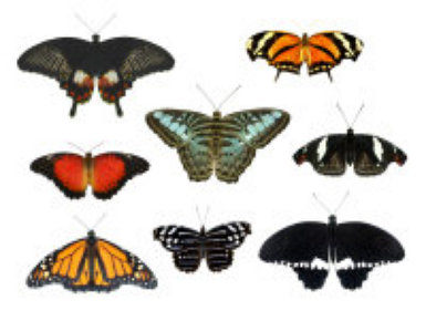 schmetterling019063.jpg