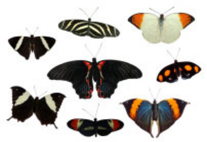 schmetterling019065.jpg