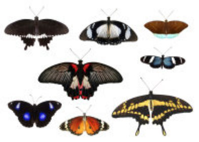 schmetterling019066.jpg