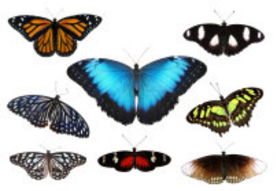 schmetterling019067.jpg