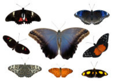 schmetterling019068.jpg