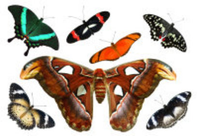 schmetterling019069.jpg