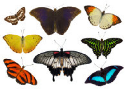 schmetterling019070.jpg