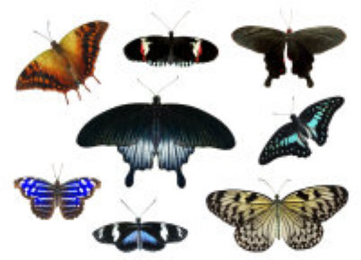 schmetterling019071.jpg